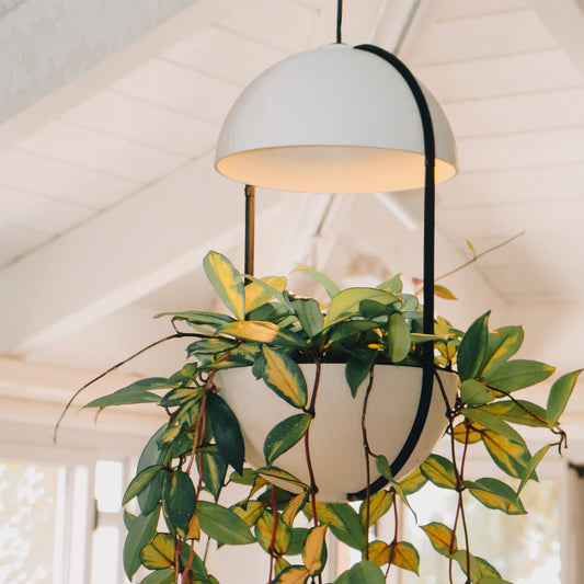 תקריב על גוף תאורה תקרתי LumiDome: חצי כדור לבן ומסגרת שחורה מחזיקים עציץ עגול מלא בצמח מטפס בעל עלים ירוקים‑צהובים, על רקע קורות תקרה לבנה.