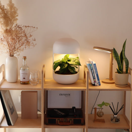 מנורת LumiNest לבנה עם עציץ מובנה וצמח ירוק מואר, מוצבת על מדף במרכז מערכת מדפים עם בקבוק וויסקי, ספרים, עציצים ופטיפון.